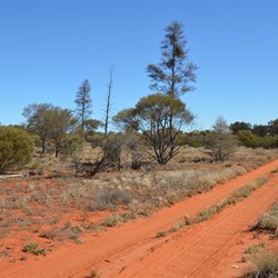 Christmas Tree Mulga just west of Voakes Hill Corner