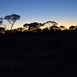 The sun has almost set in the Great Victoria Desert