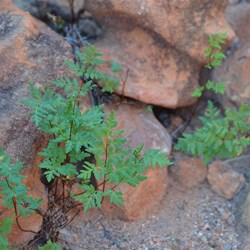 Small Rock Fern growing at Point Lilian
