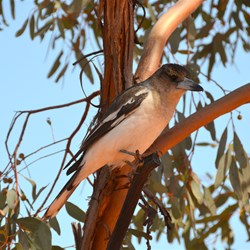 This young Butcher Bird was friendly at our lunch stop