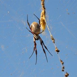 Lucky we did not walk straight into this