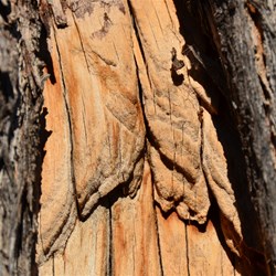 Closer inspection revealed stone axe marks from when it was cut from the Mulga
