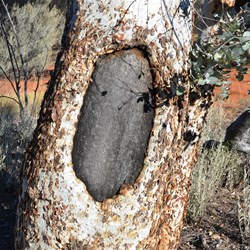 Those with a keen eye will see countless Coolamon  blaze trees in the Marble Gums