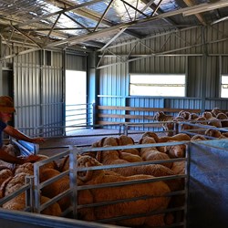 penned up rams waiting to be shorn