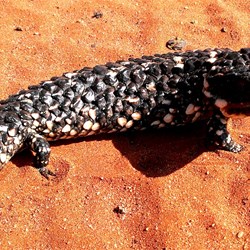 shingleback lizard