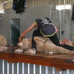 shearer in action on one of the rams