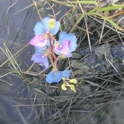 unidentified flower growing in wet clay soil on Trilby