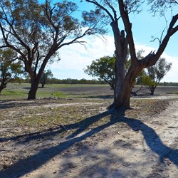 morning walk on the station..an opportunity to smell the land and listen to birds, view roos and goats.