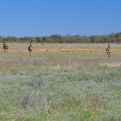 emus racing across Toorale N Pk