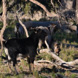goats...examples of feral animals which provide valuable income for Darling River property owners