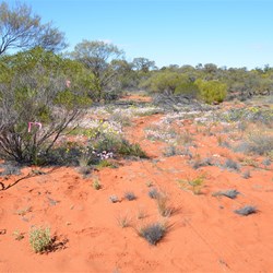The vegatation was quite thick and tight in places coming out from the crash site