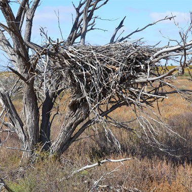 This Wedge Tail Eagle nest was in the tallest tree it could find, yet so close to the ground