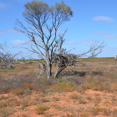 At least dingo can not jump that high