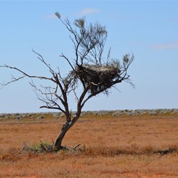 This Wedge Tail Eagle nest was a lot higher off the ground