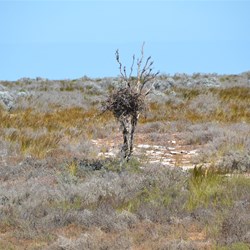 Out on the Nullarbor, birds will find the most suitable tree for building their nests, even if it is close to the groung