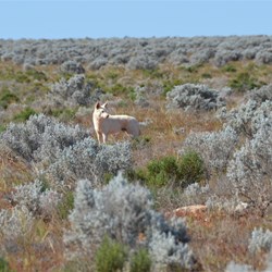 This white Dingo was not concerned about seeing us