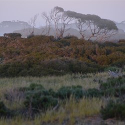 And then rolled in the sea fog