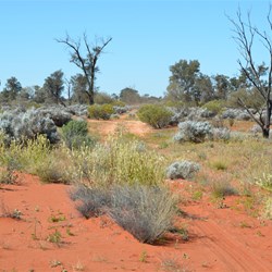 On the Camalco Track