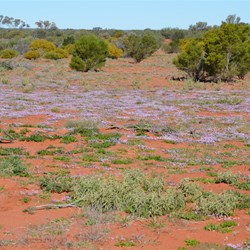 The wildflowers were in full bloom along the Camalco Track
