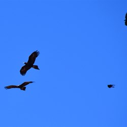 The Crows gave these pair of Wedge Tailed Eagles constant harrasment 