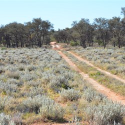 Out of the dune country and the track opens up to Black Oak 