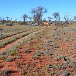 The track south to the Anne Beadell Highway