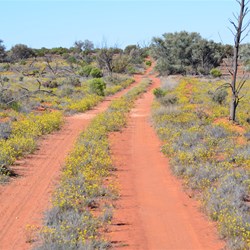 The track south to the Anne Beadell Highway