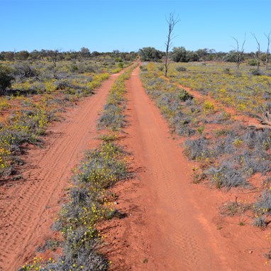 The track south to the Anne Beadell Highway