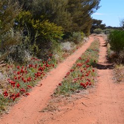 Sturts Desert Pea along the Anne Beadell Highway