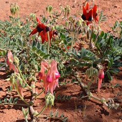 And there they were, right in the very middle of the Anne Beadell Highway....Pink Strurts Desert Pea