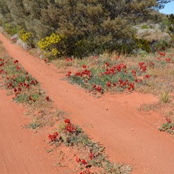Sturts Desert Pea along the Anne Beadell Highway