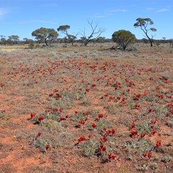 Sturts Desert Pea on the way to Observation Hill