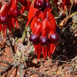 The Boss on these Sturts Desert Pea was a Claret colour