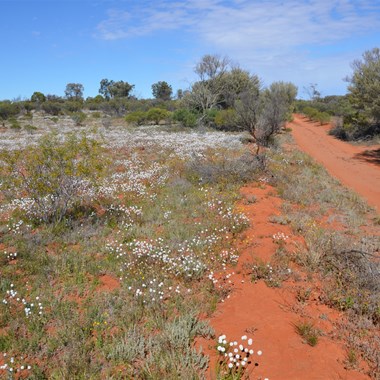 Heading south on our way to Len's Blaze Tree