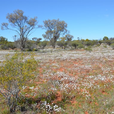 Wildflowers were the order of the day the further south we drove