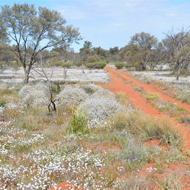 The Emu Road at its very best