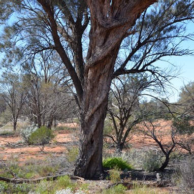 The unique cork screw effect on this Black Oak