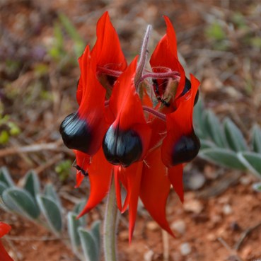 Swainsona formosa - Common name Sturts Desert Pea
