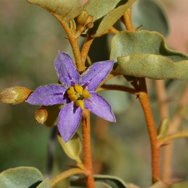 Solanum sp - Wild Tomato