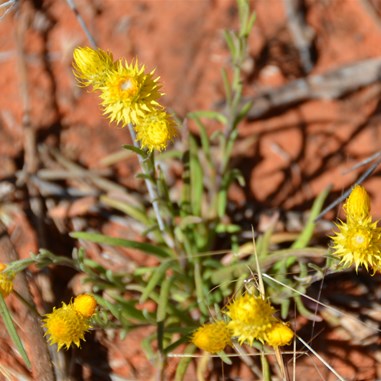 Waitzia acuminata - Orange Immortelle