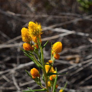 Waitzia acuminata - Orange Immortelle