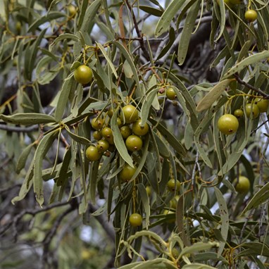 Santalum acuminatum - Quandong