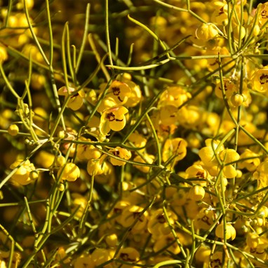 Senna artemisioides - Silver Cassia
