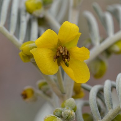 Senna Sp