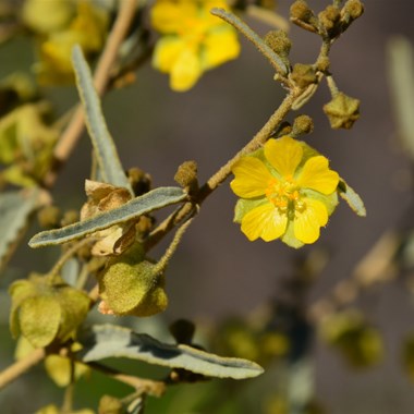 Sida calyxhymenia - Tall Sida 