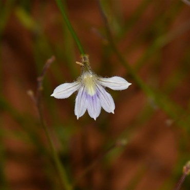 Scaevola depauperata - Skeleton fanflower
