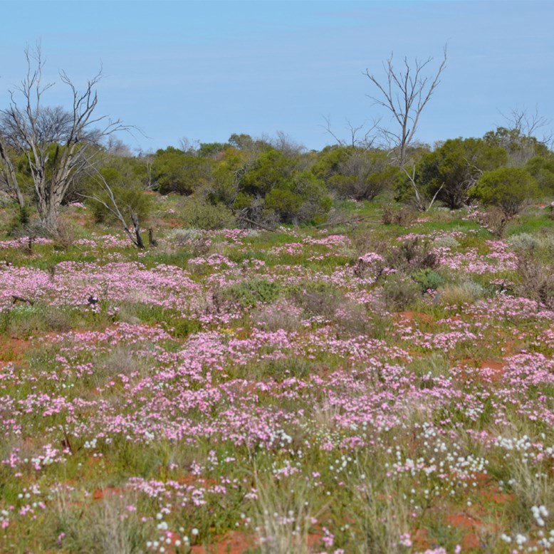 Wildflowers at their very best Great Victoria Desert