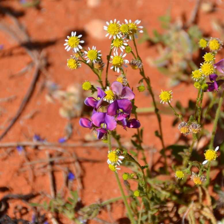 Bur Daisy and Pea Var growing side by side