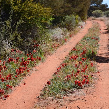 Sturt's Desert Pea on the Anne Beadell Highway near Emu