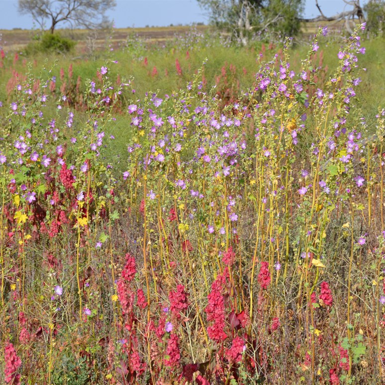 Colours along the Caravan Track